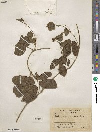 Dalechampia scandens image