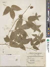 Dalechampia scandens image