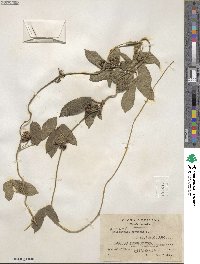 Dalechampia scandens image