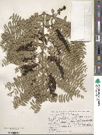 Coriaria microphylla image