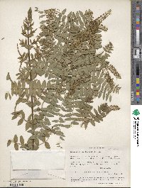 Coriaria microphylla image