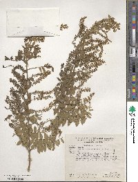 Coriaria microphylla image