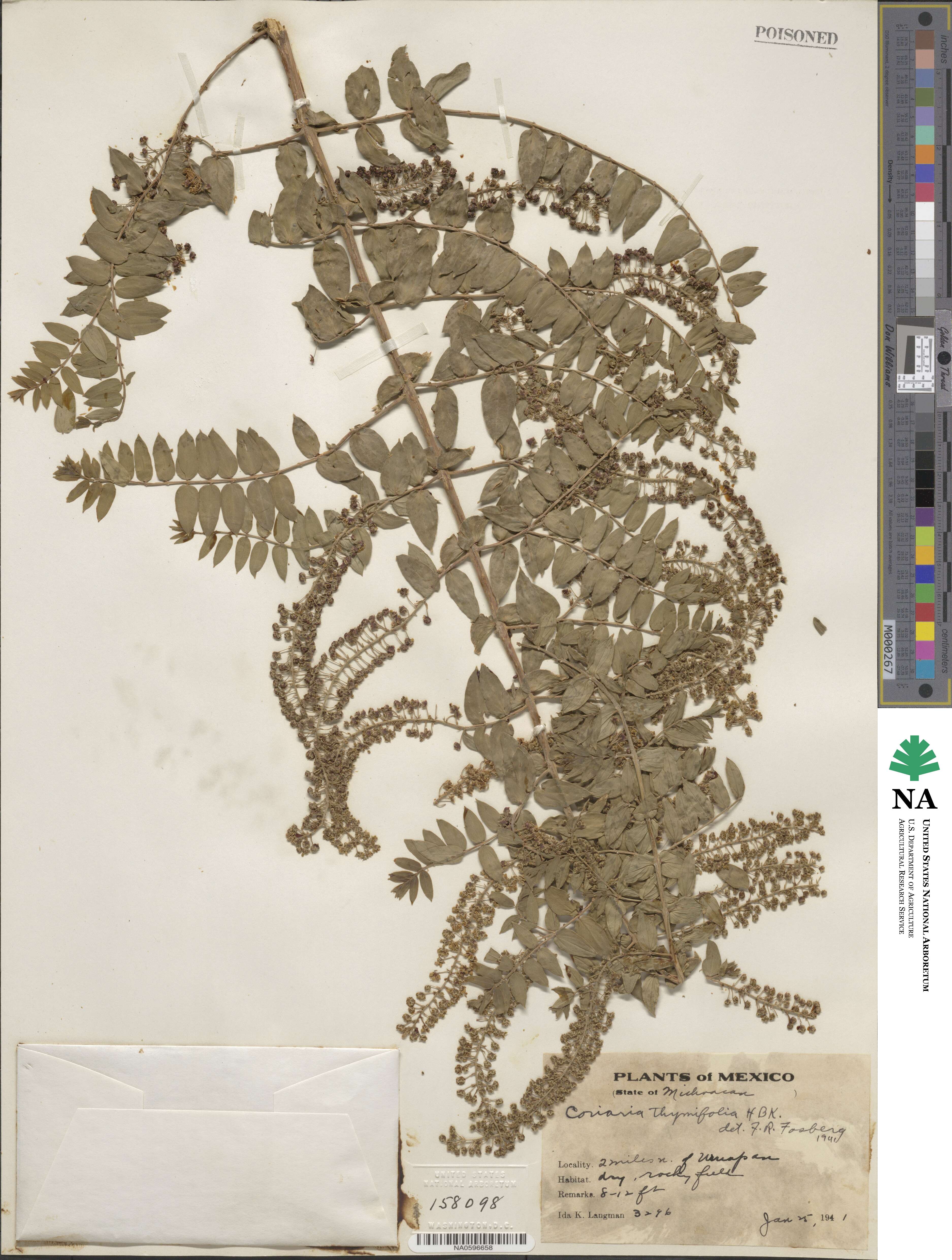 Coriaria image