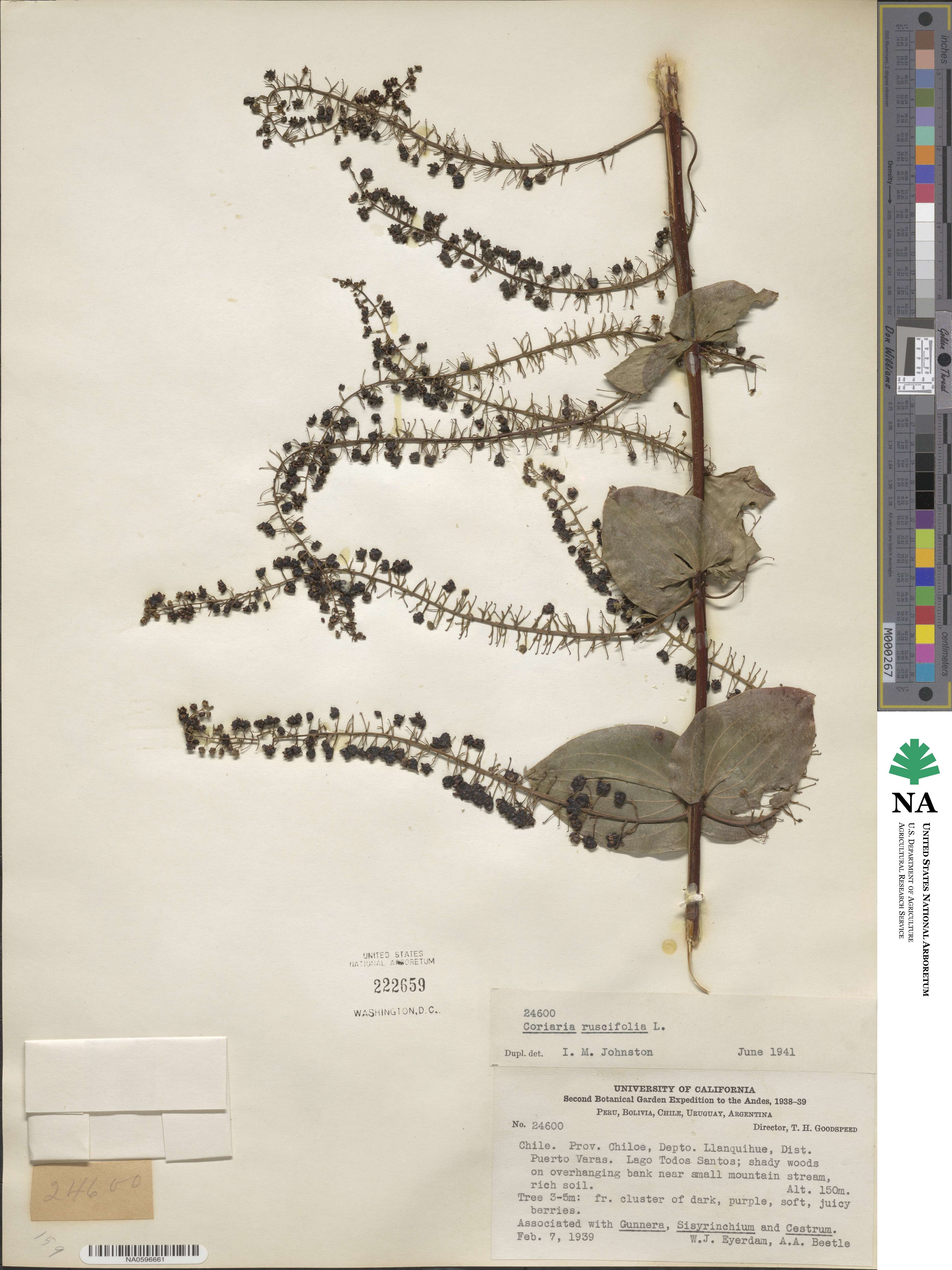 Coriaria ruscifolia image