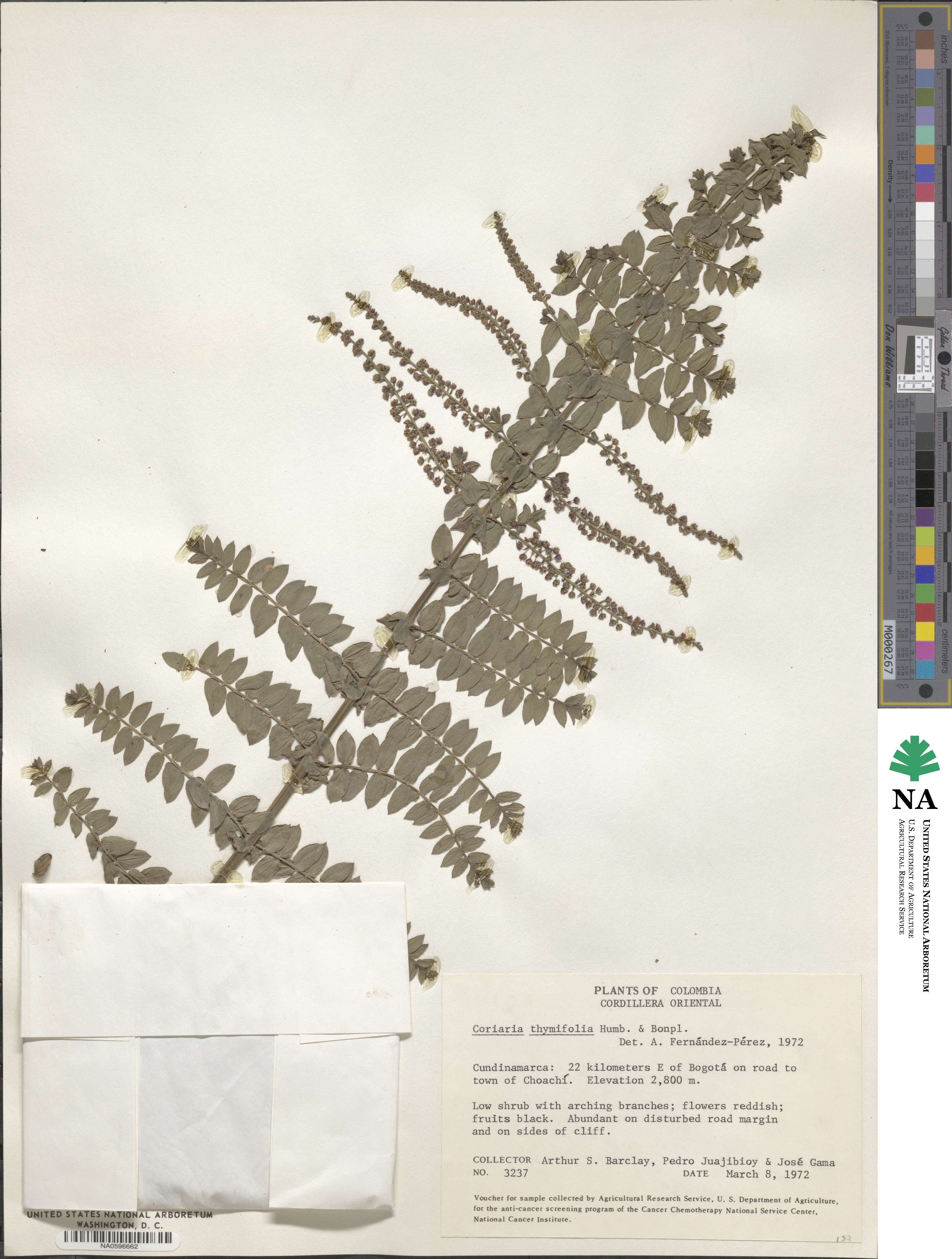 Coriaria microphylla image