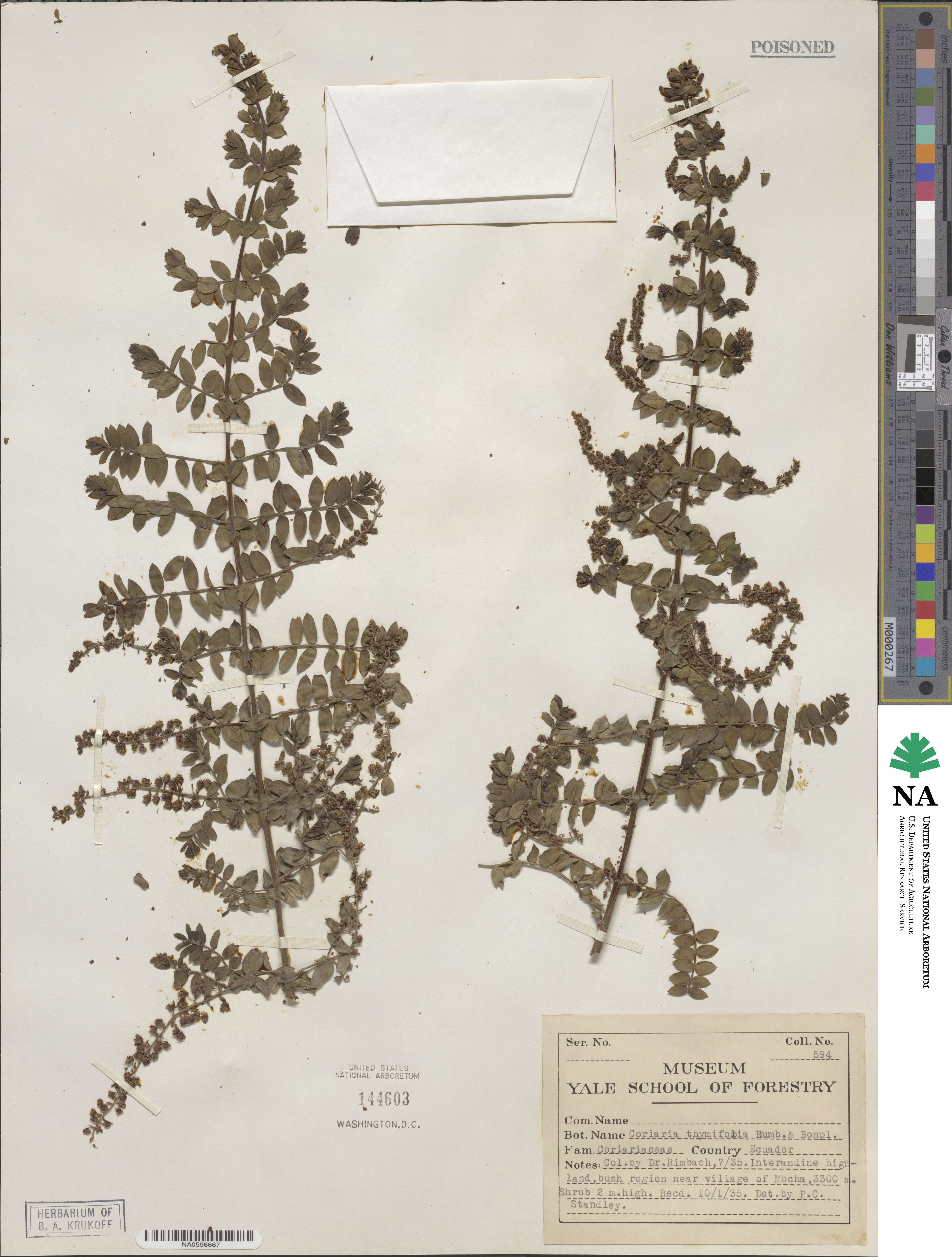 Coriaria microphylla image