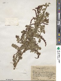 Coriaria microphylla image