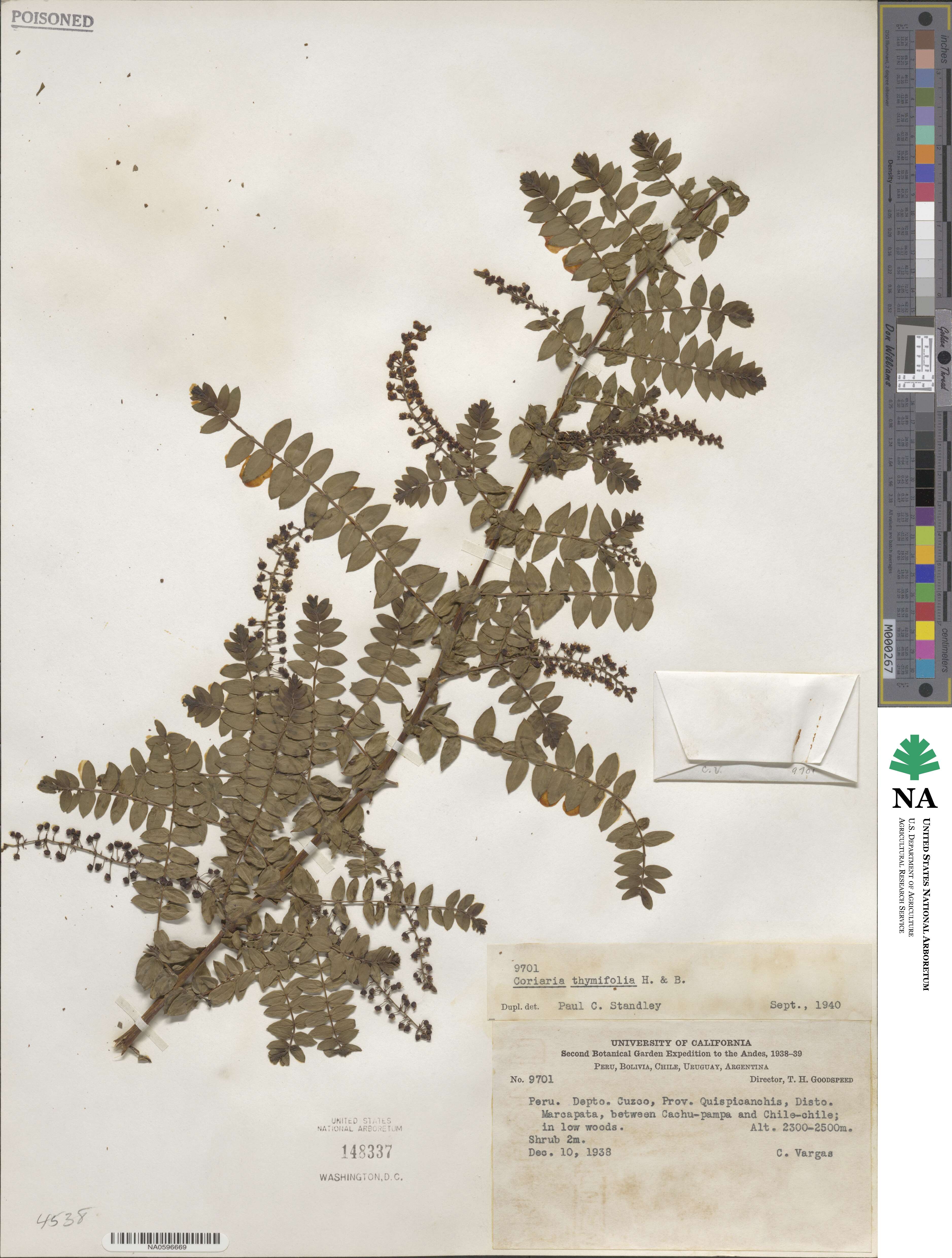 Coriaria microphylla image