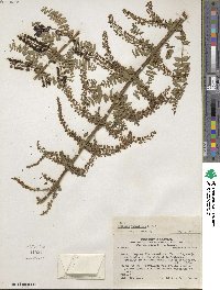 Coriaria microphylla image