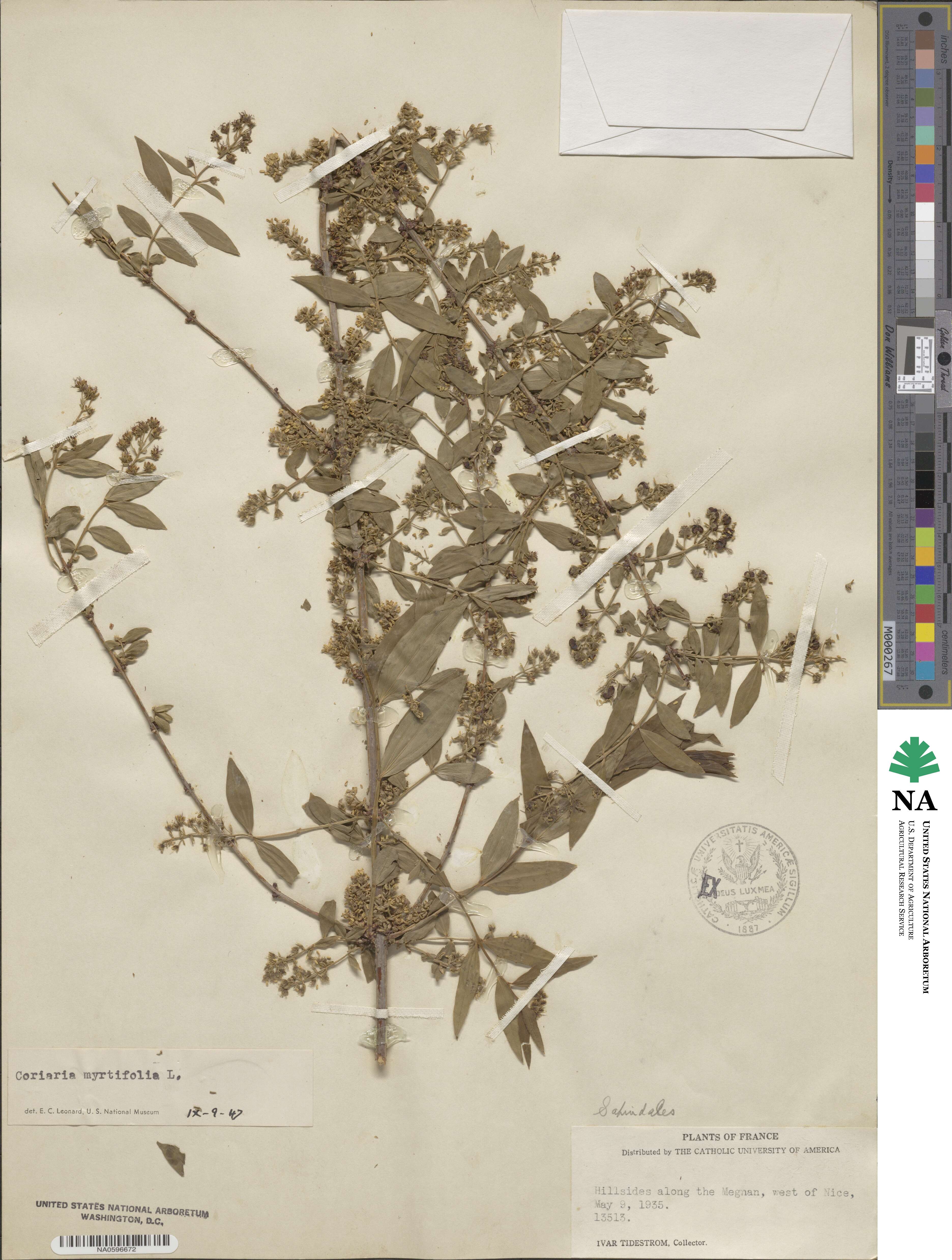 Coriaria myrtifolia image