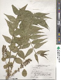 Coriaria japonica image