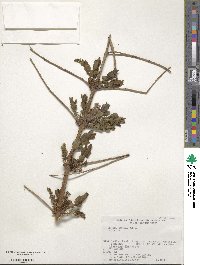 Coriaria japonica image