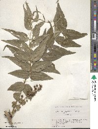 Coriaria japonica image