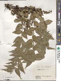 Coriaria japonica image