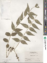 Coriaria japonica image