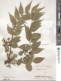 Coriaria japonica image