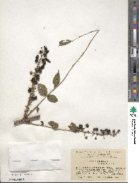 Coriaria japonica image