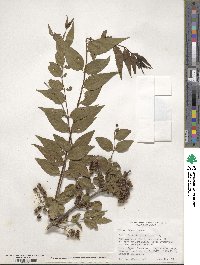 Coriaria japonica image