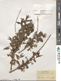 Coriaria japonica image