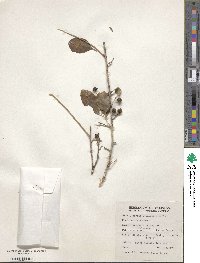 Coriaria nepalensis image