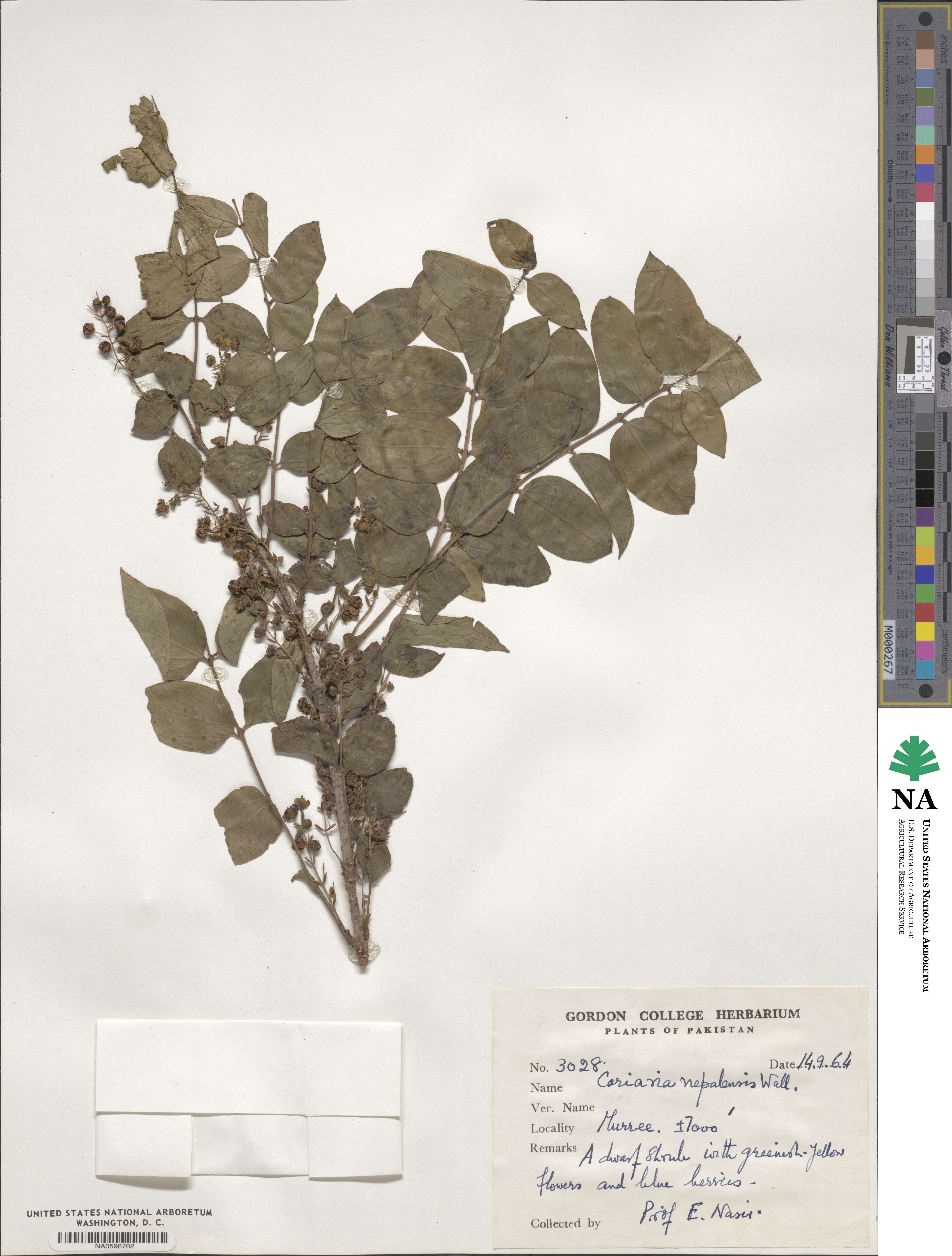 Coriaria nepalensis image
