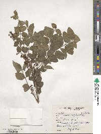 Coriaria nepalensis image