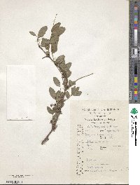 Coriaria nepalensis image