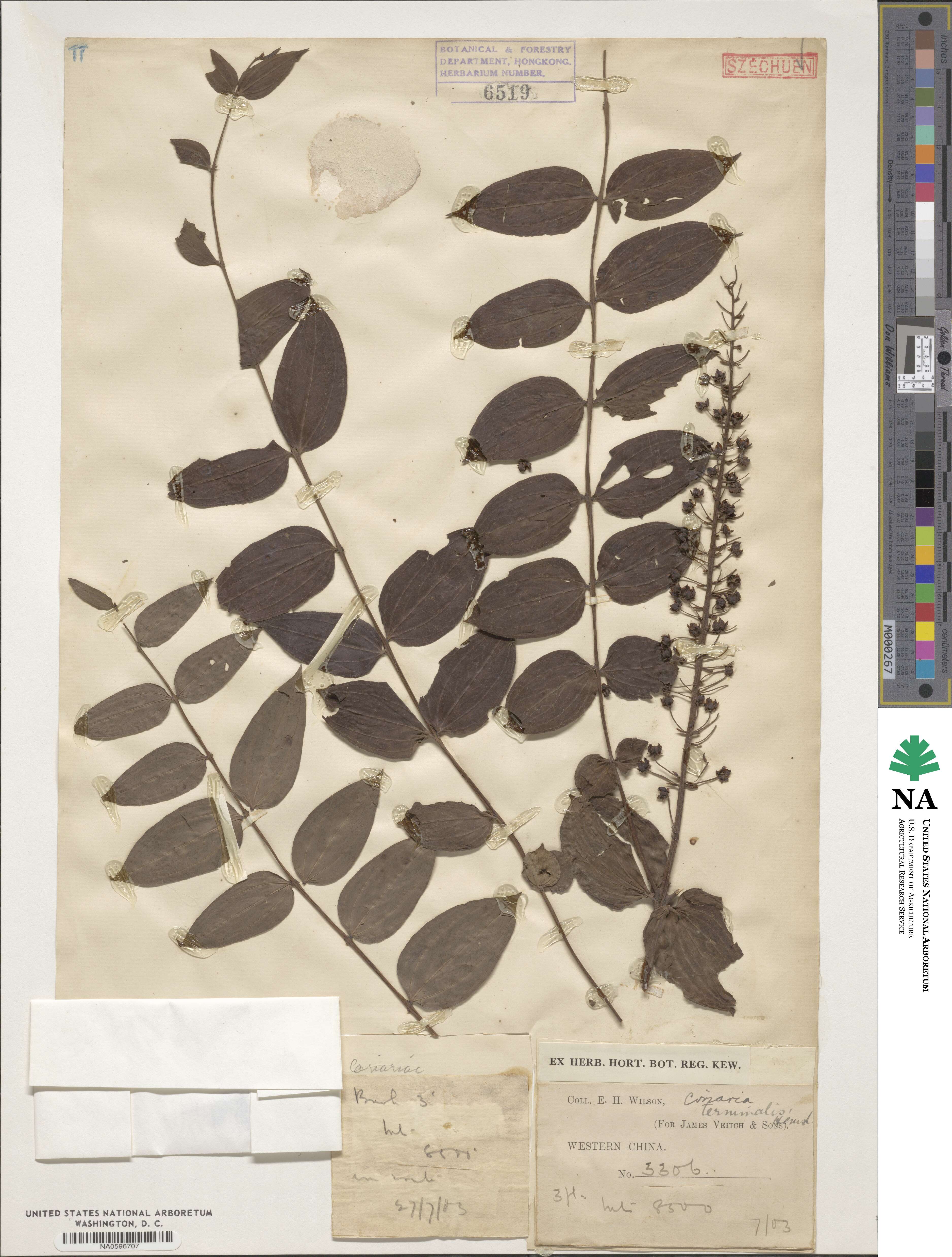 Coriaria terminalis image