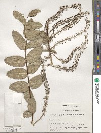 Coriaria arborea image