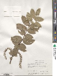 Coriaria arborea image