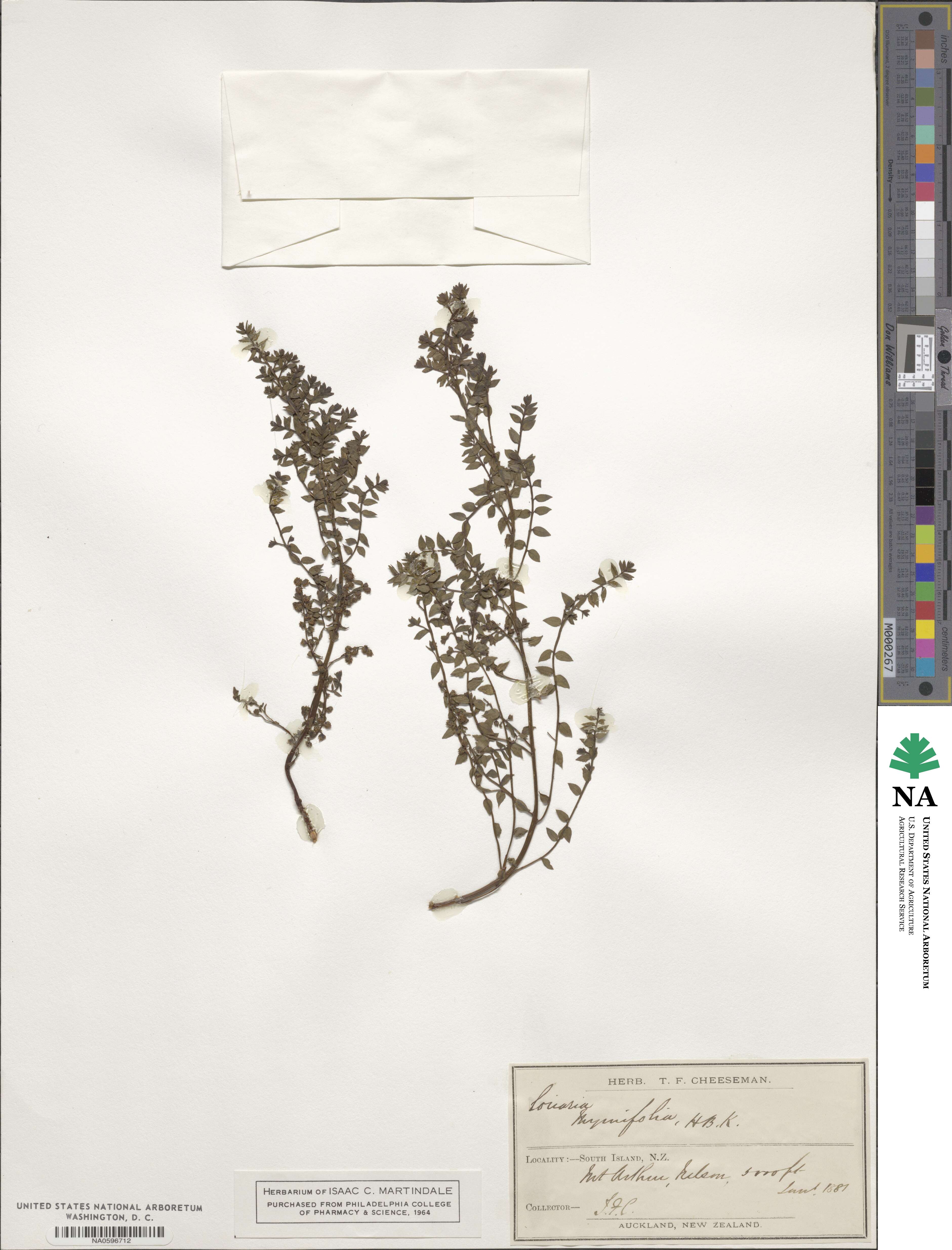 Coriaria myrtifolia image