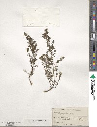 Coriaria myrtifolia image