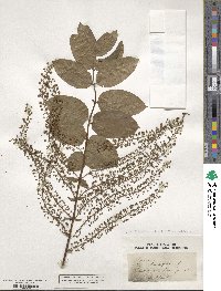 Coriaria ruscifolia image