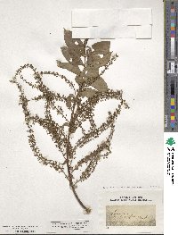 Coriaria ruscifolia image