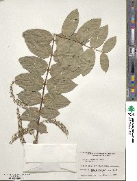 Coriaria arborea image