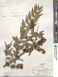 Coriaria japonica image