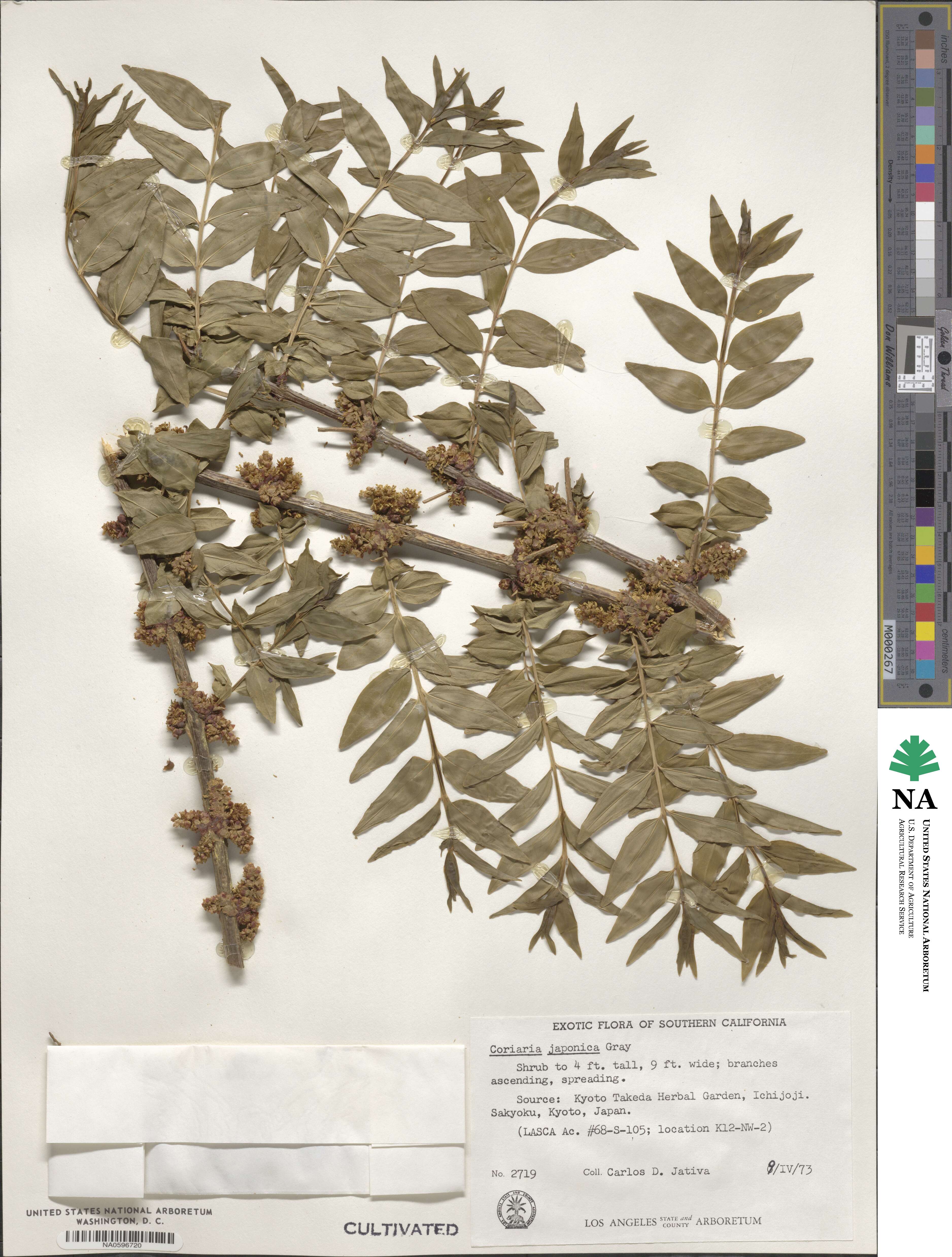 Coriaria japonica image