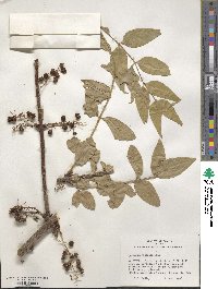 Coriaria japonica image