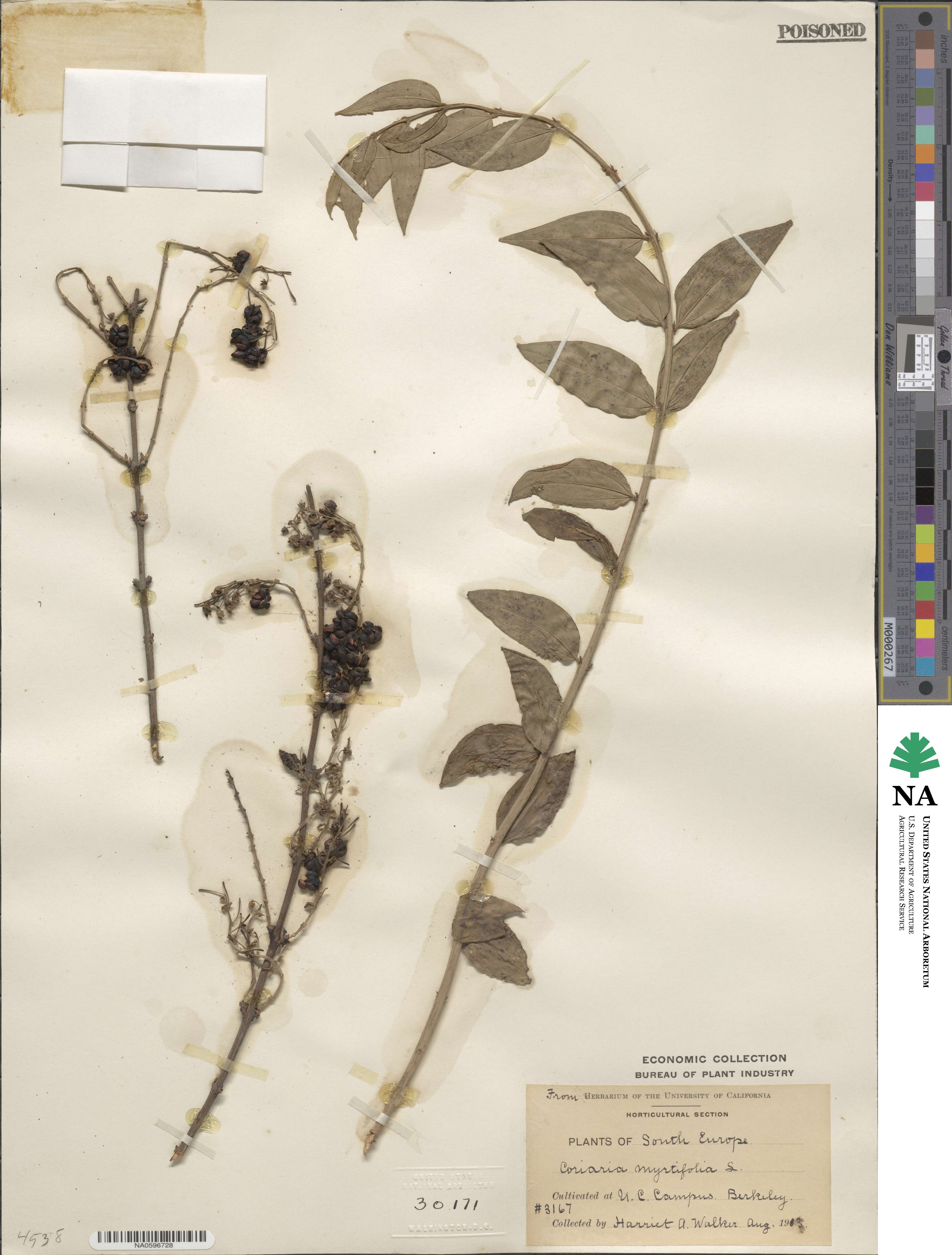 Coriaria myrtifolia image