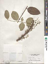 Coriaria nepalensis image