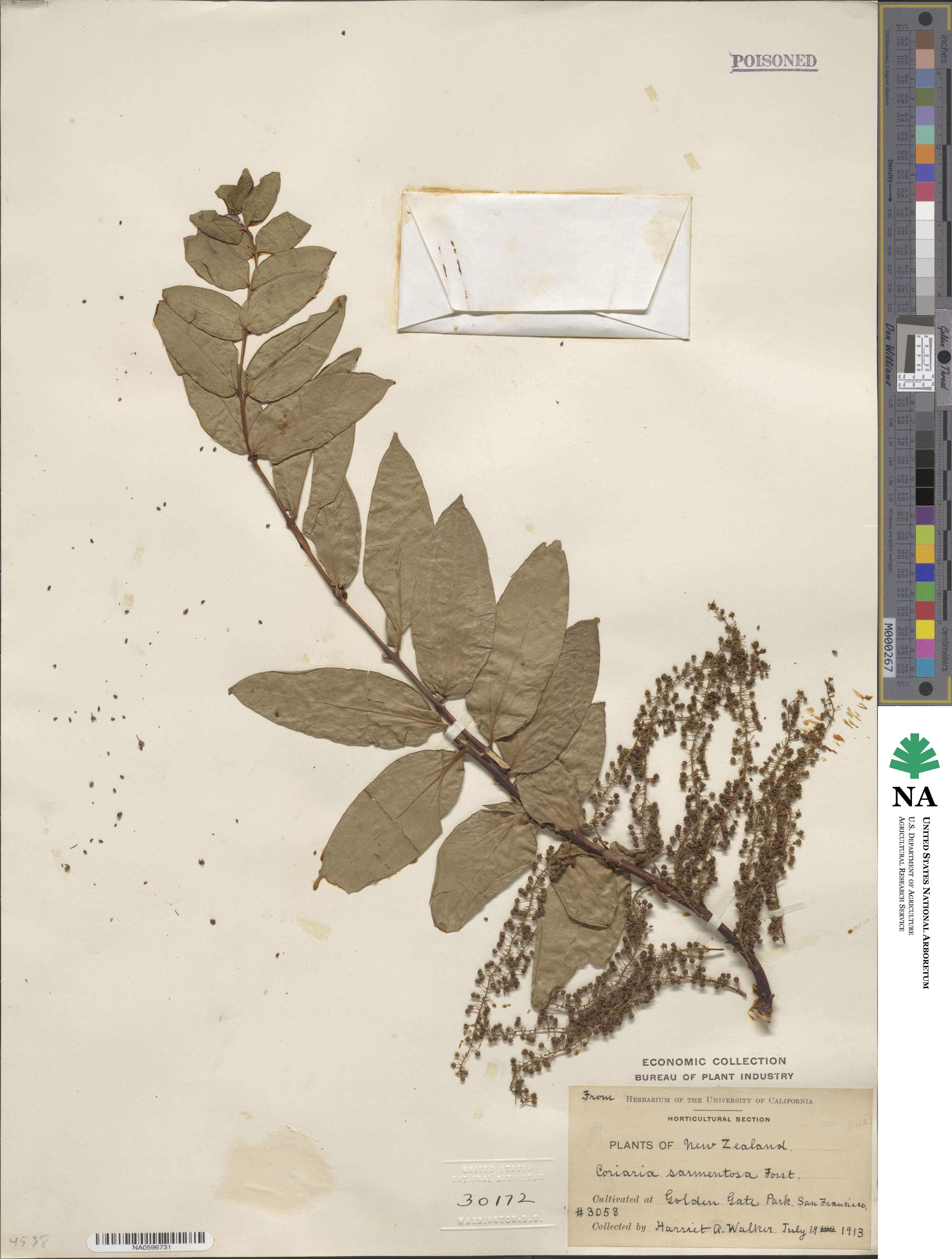 Coriaria sarmentosa image