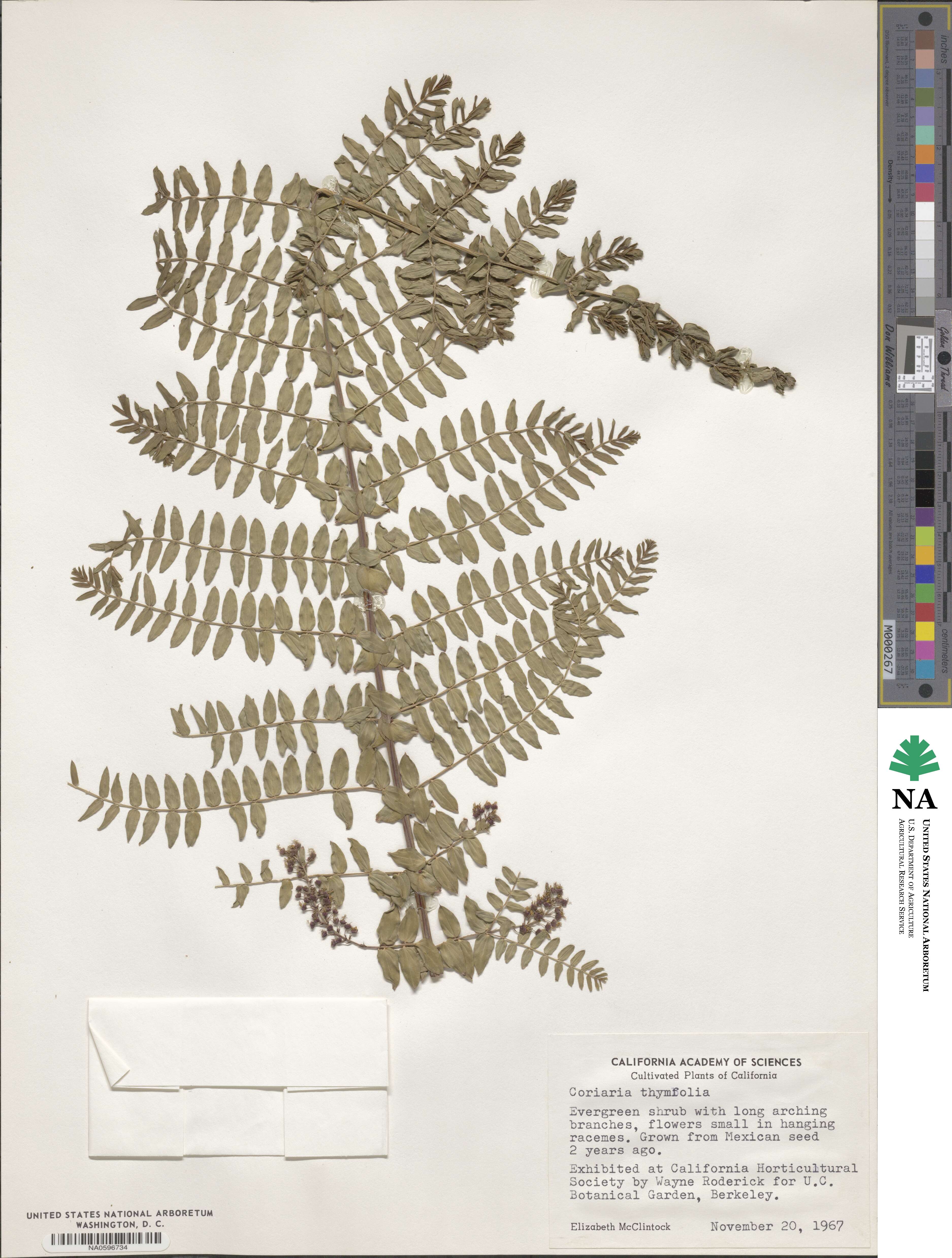 Coriaria microphylla image