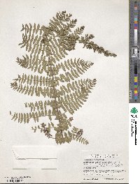 Coriaria microphylla image