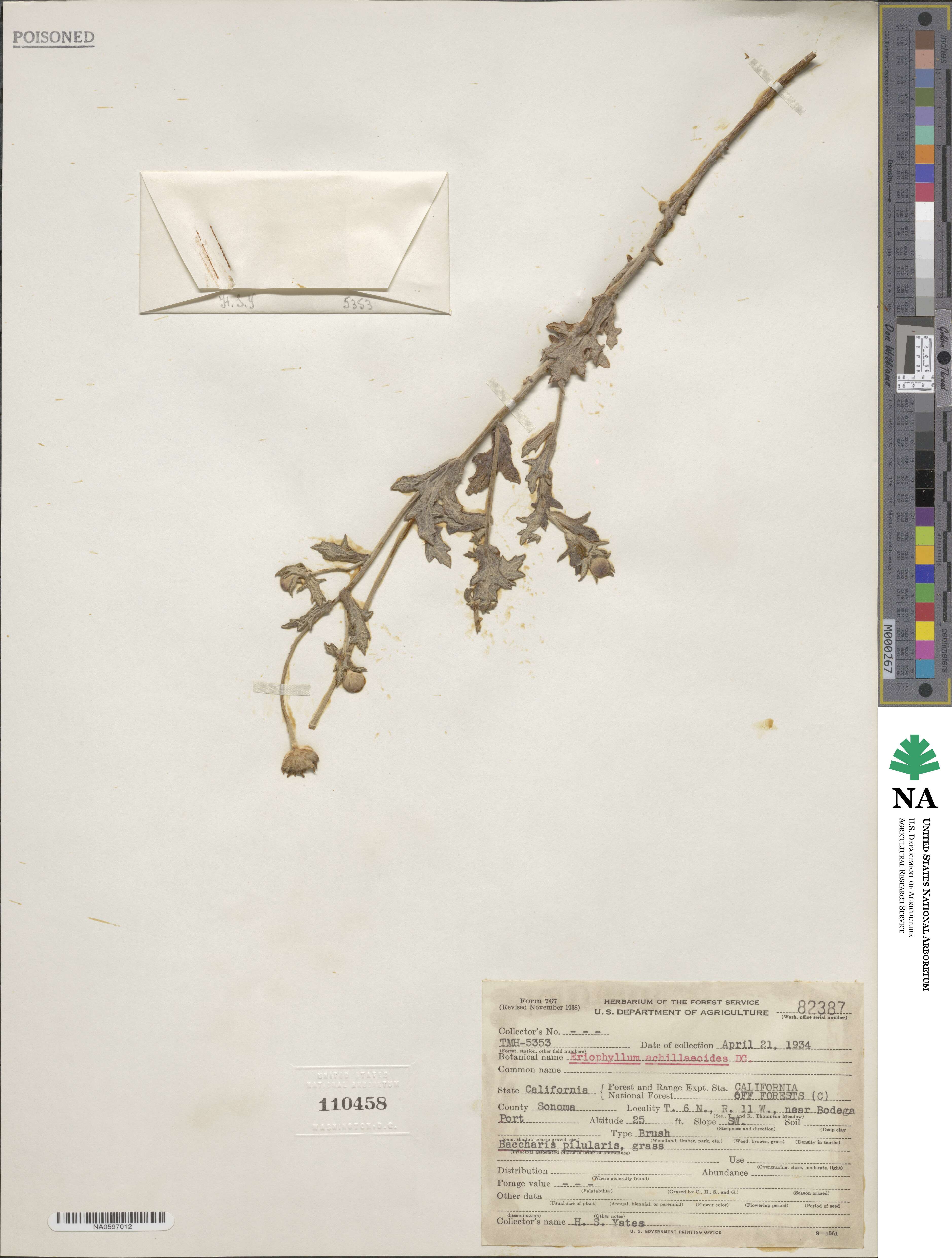 Eriophyllum achillioides image
