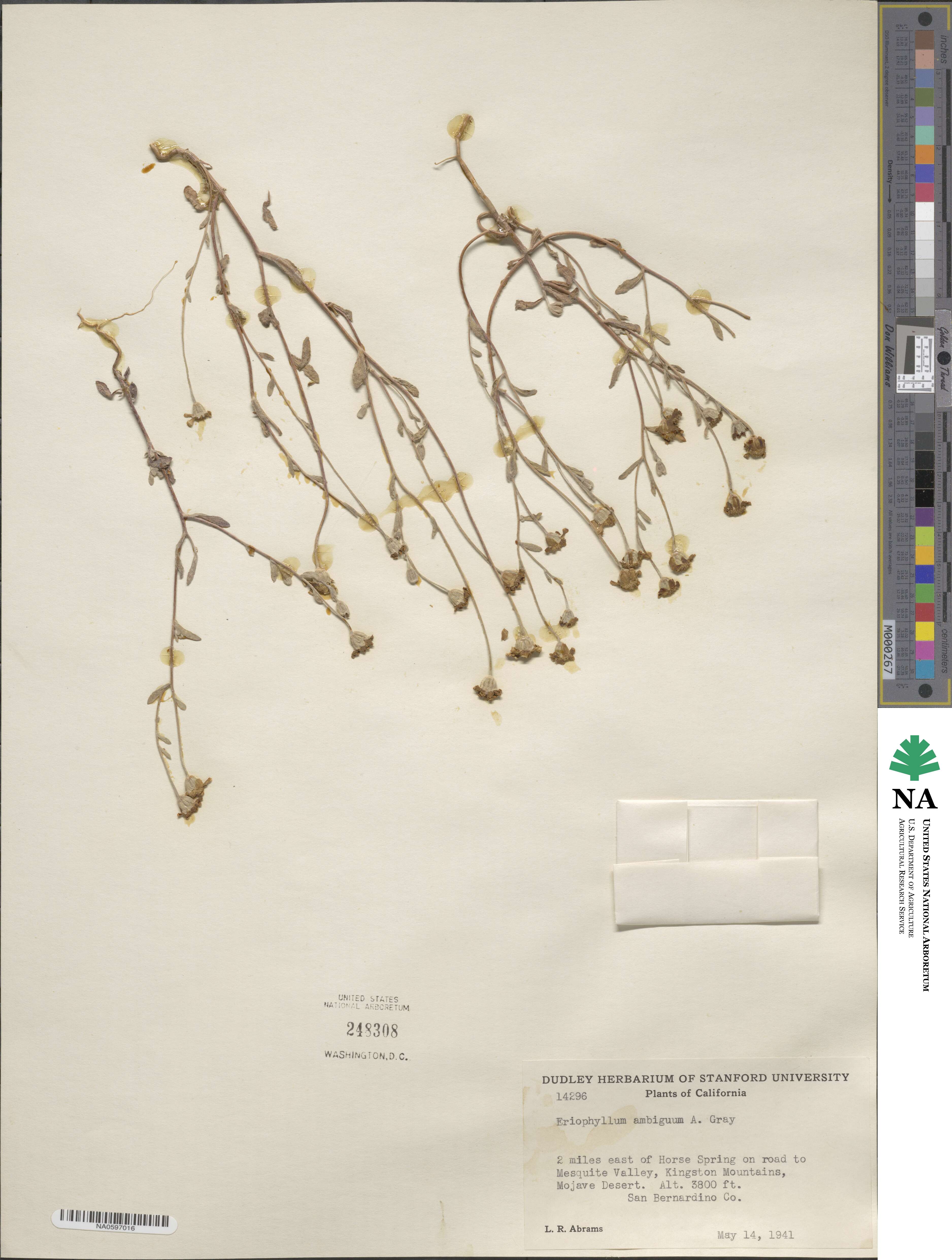 Eriophyllum ambiguum image