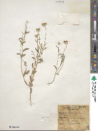 Eriophyllum ambiguum image