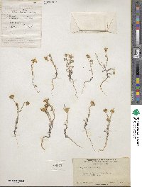 Eriophyllum ambiguum image