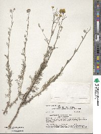 Eriophyllum confertiflorum image