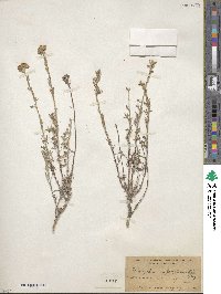 Eriophyllum confertiflorum image