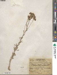 Eriophyllum confertiflorum image